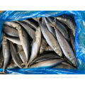 High Quality Pacific Mackerel 6-8Pcs/Kg For Canning